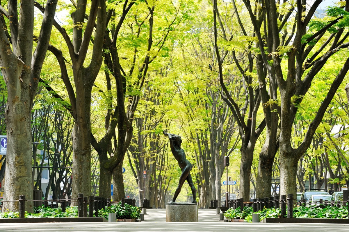 定禅寺通のケヤキ並木