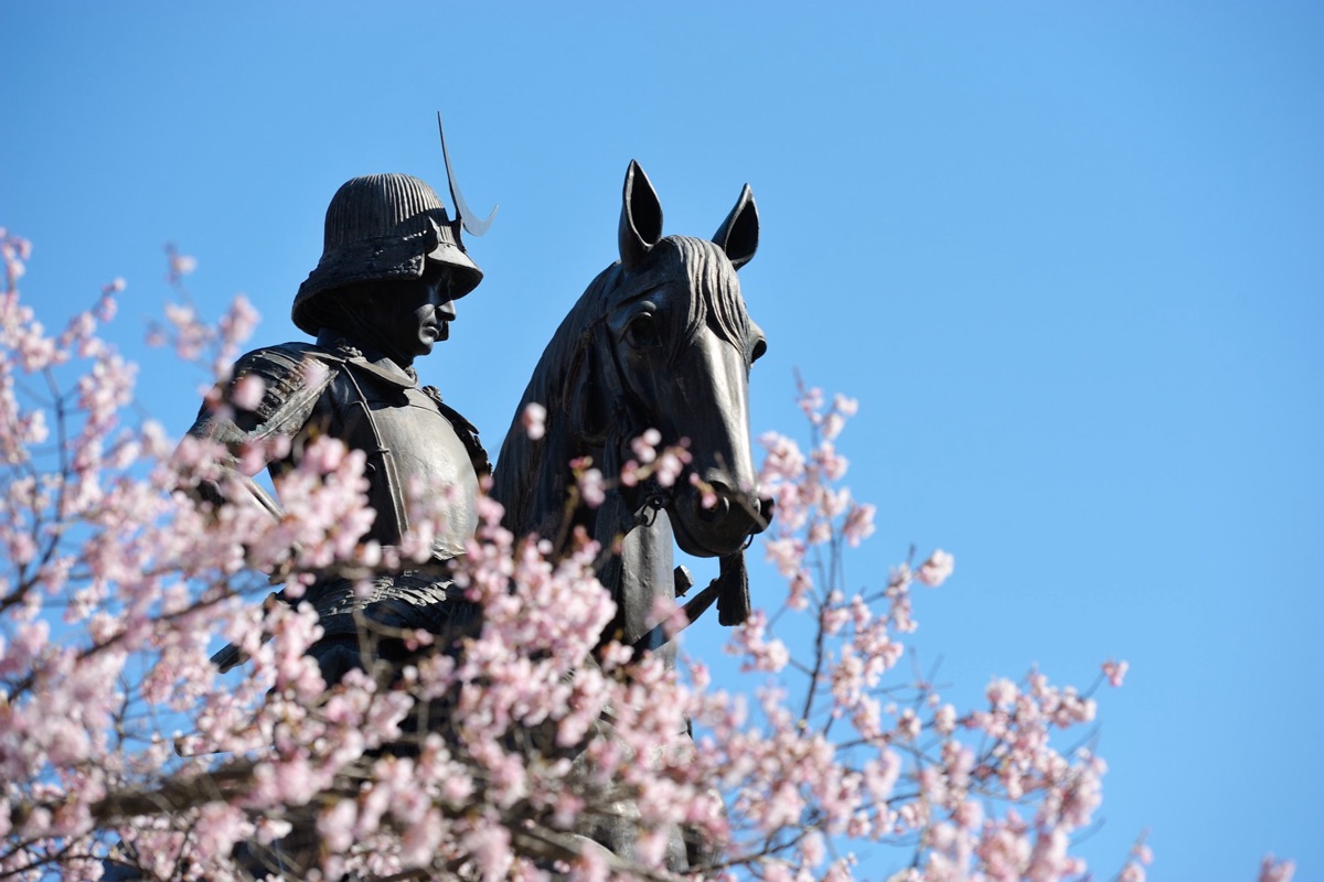 伊達政宗公騎馬像と桜