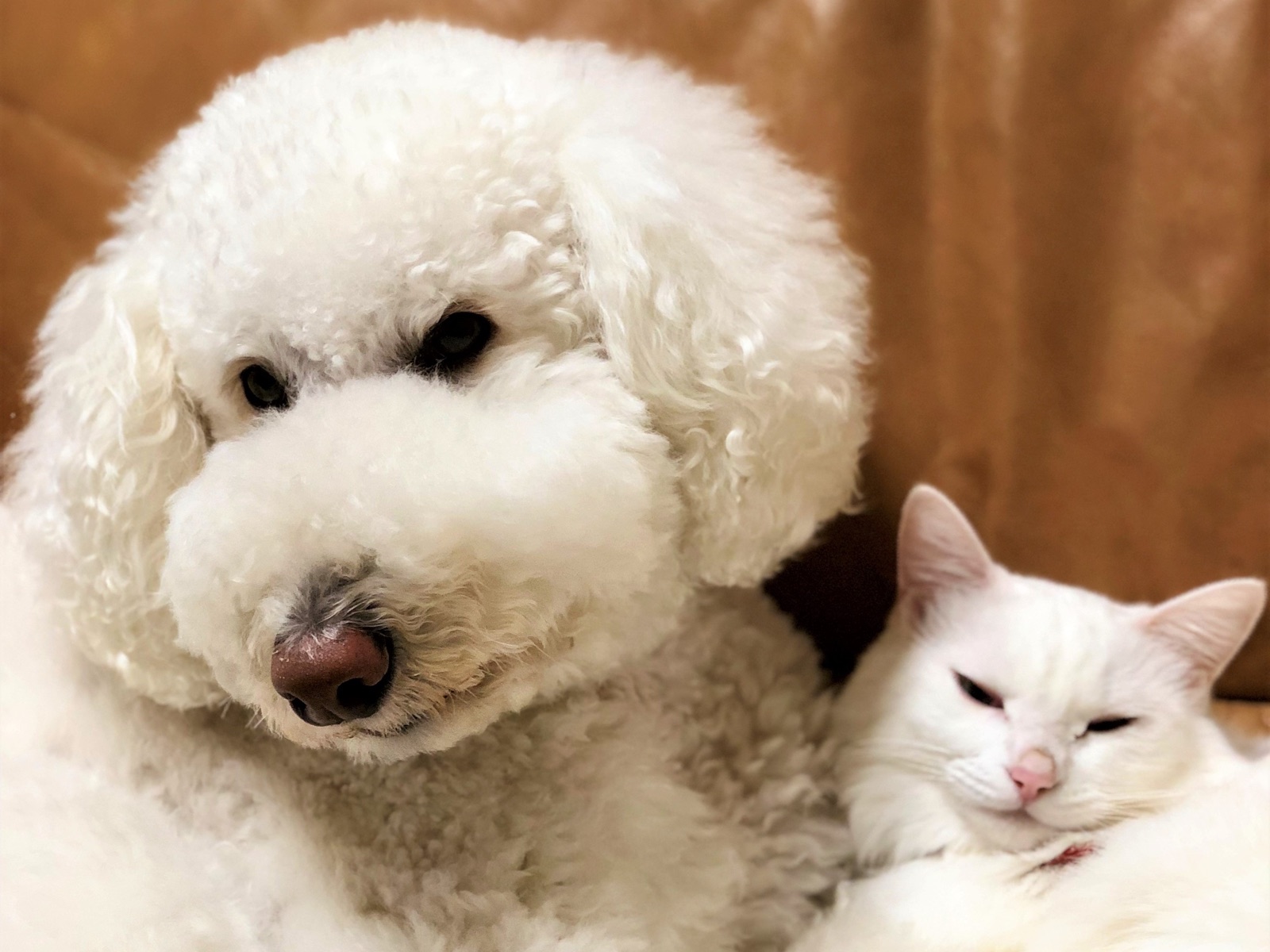動物が幸せに暮らせるまちづくり